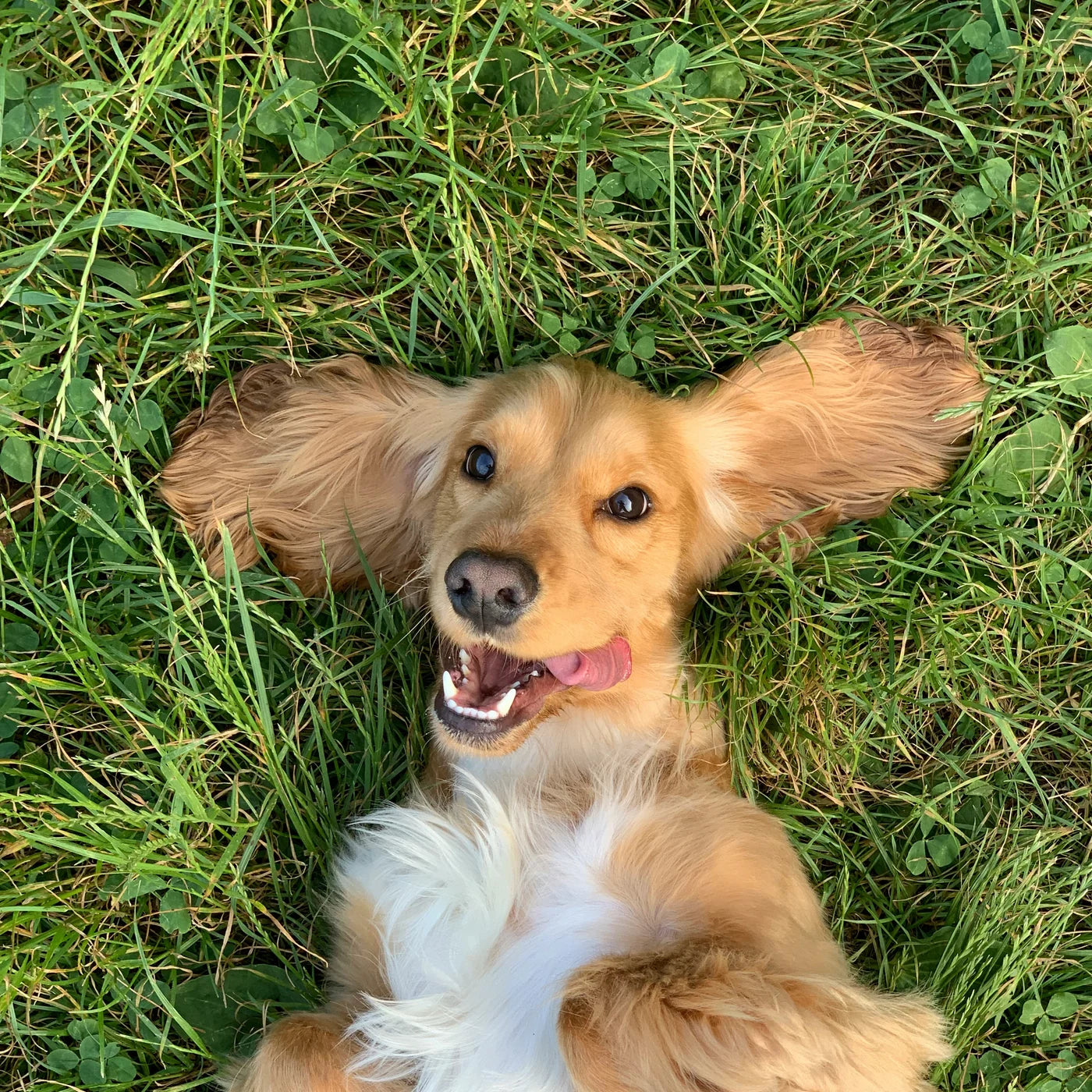 Glücklicher Hund – ParoDog Zahnfleischpflege